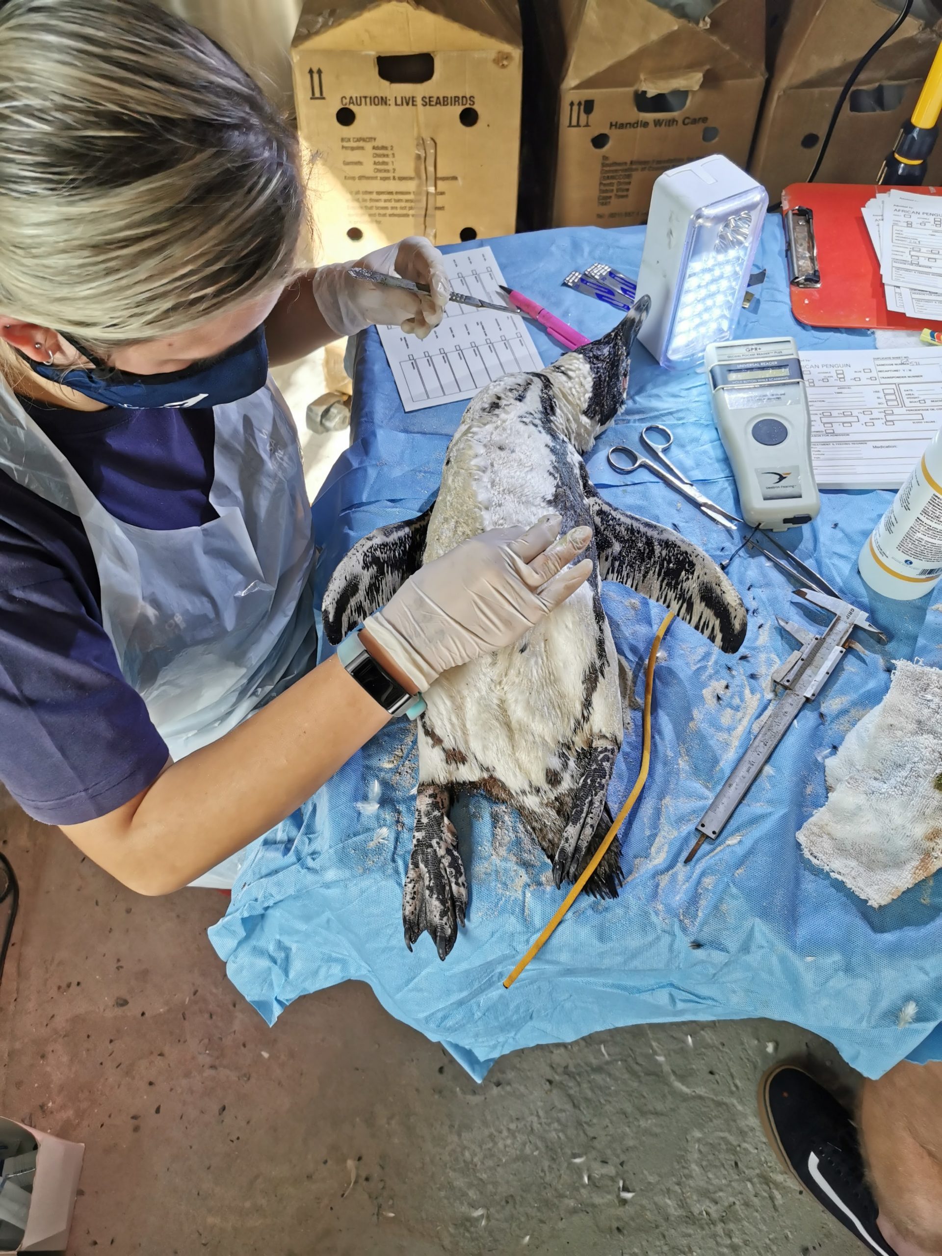 penguin getting treated by female doctor after getting stung by bees in the eyes.