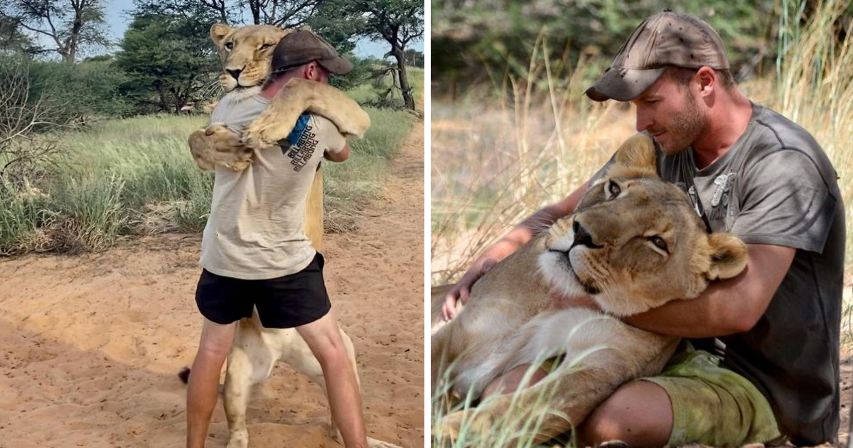 This Lioness Repays Her Caregiver With Hugs And Cuddles