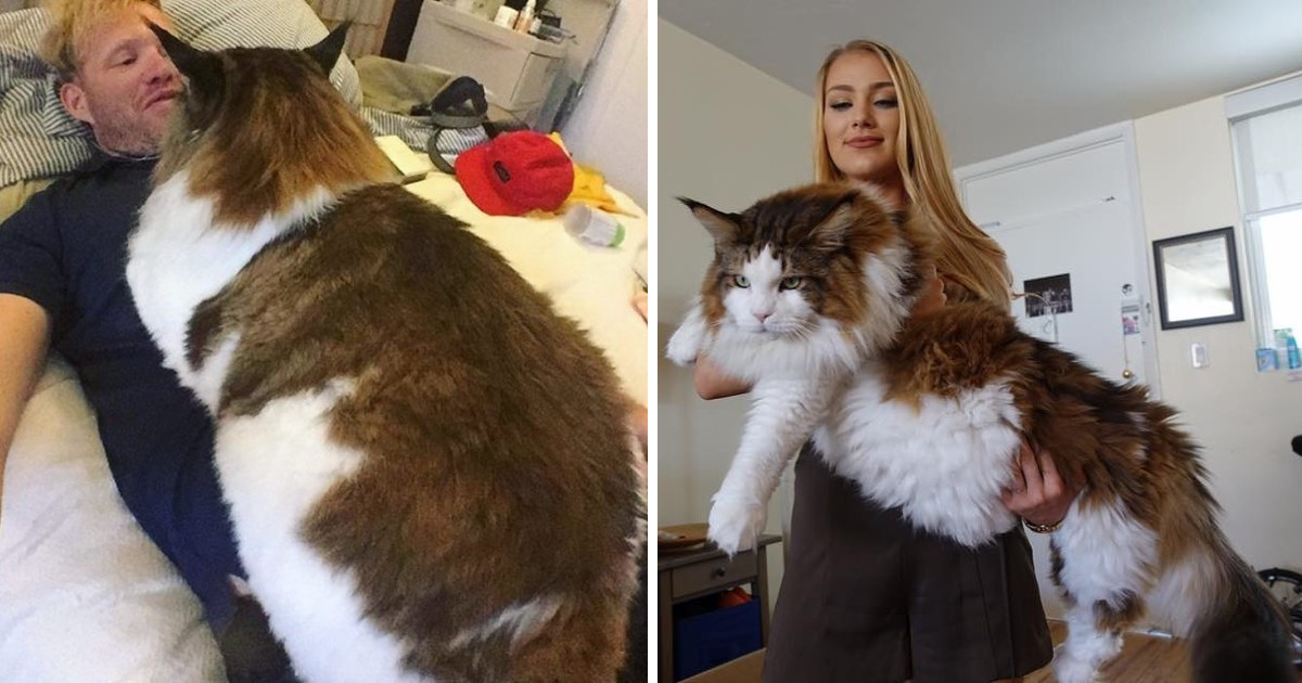 Meet Samson – The Largest Cat In NYC