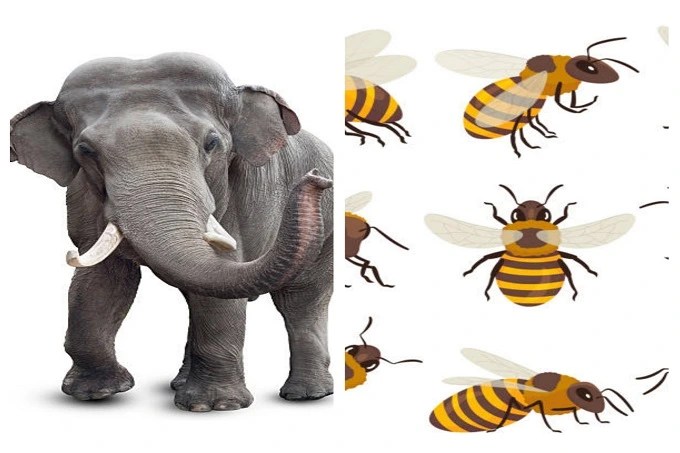 Is the elephant afraid of mice and bees